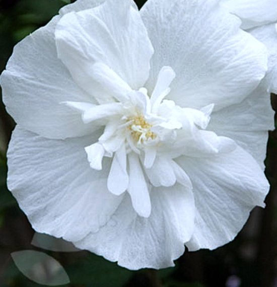 Hibiscus syriacus 'Marina' | Altheastruik