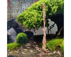 Garnalenlollies - Aquarium - 18 cm - Moerbei - 10 stuks