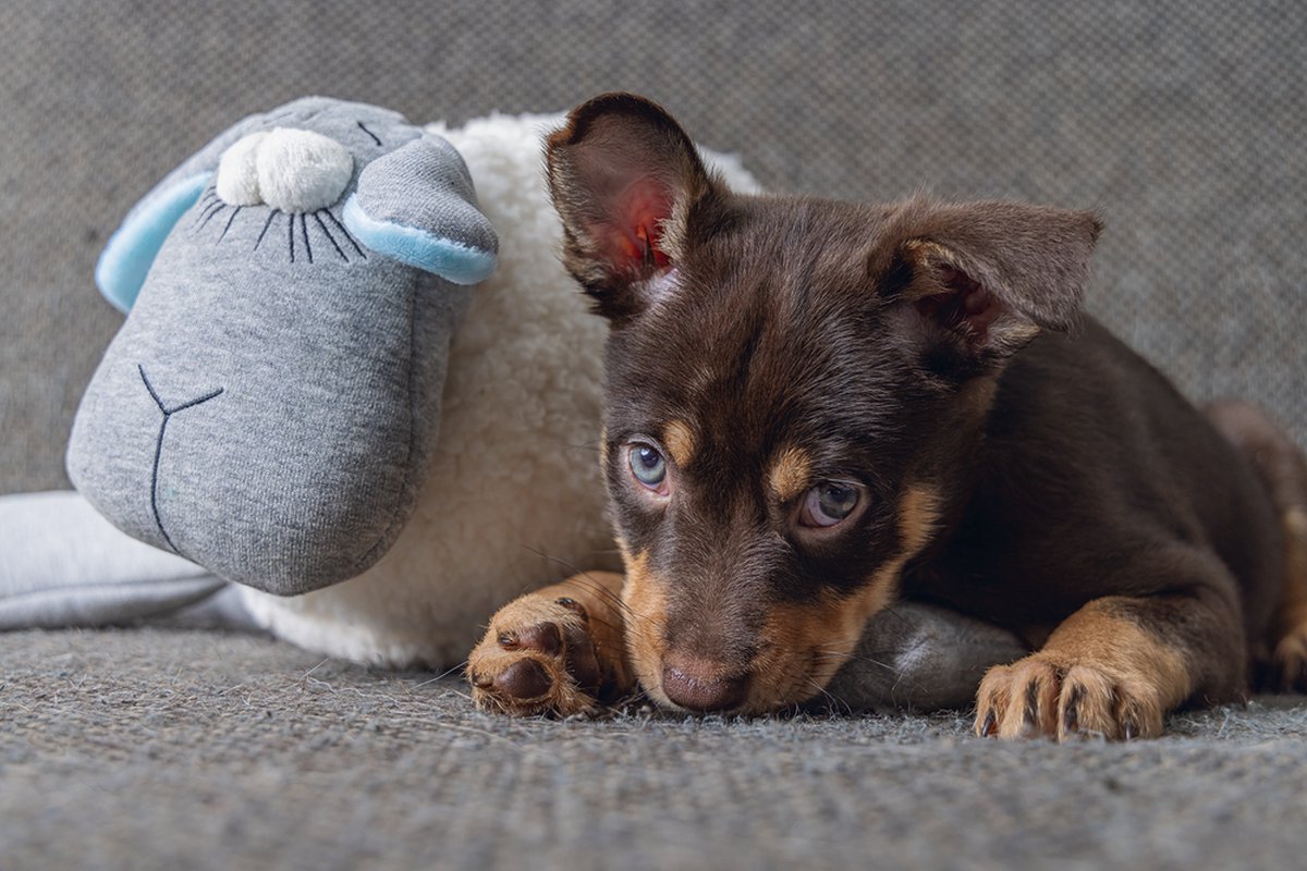 Beeztees Puppy Heartbeat - Puppyknuffel - Puppy speelgoed - Hondenknuffel voor Puppy - Knuffel met Hartslag - Wit/Grijs - 35x20x14 cm thumbnail 4