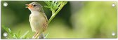 Tuinposter – Klein Zingend Vogeltje met Open Snavel op Groene Tak - 60x20 cm Foto op Tuinposter (wanddecoratie voor buiten en binnen)
