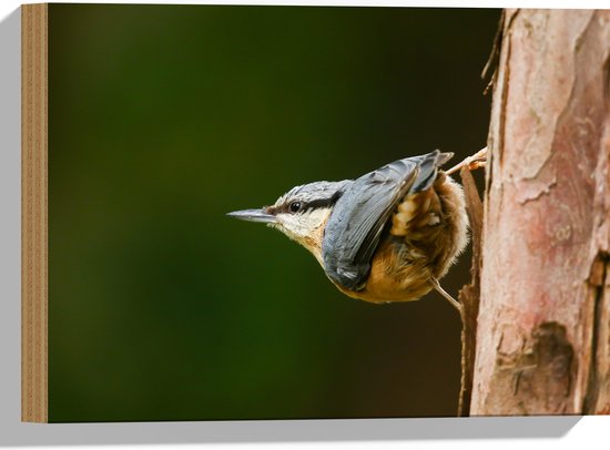 Hout - Opzijkijkende Boomklever Vogel in het Grijs - 40x30 cm - 9 mm dik - Foto op Hout (Met Ophangsysteem)