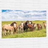 Muursticker - Kudde IJslander Paarden in Groene Wei onder Schapenwolken - 120x80 cm Foto op Muursticker