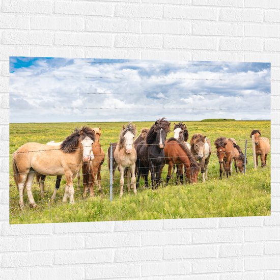 Muursticker - Kudde IJslander Paarden in Groene Wei onder Schapenwolken - 120x80 cm Foto op Muursticker