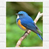 Muursticker - Blauwe Vogel met Oranje Borstje op Dunne Tak - 30x40 cm Foto op Muursticker