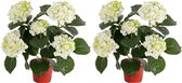 2x Kunstplant hortensia plant wit/groen 36 cm - Kunstplanten/nepplanten