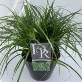 6x Carex Oshimensis ‘Evergreen’ – Zegge in 2 liter kweekpotten met planthoogte 10-20cm