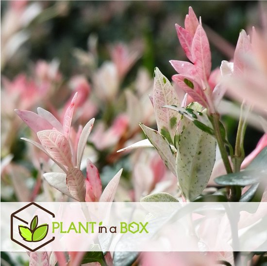 Plant in a Box - Salix integra Flamingo - Set van 2 - Tuinplant - Bonte wilg - Winterhard - Pot 19cm - Hoogte 100-110cm