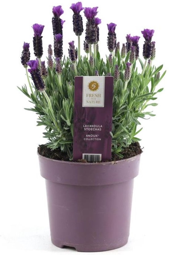 Lavendel stoechas Anouk Premium Star Ø15 cm 30 cm bol