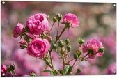 Tuinposter – Veld vol Roze Klaprozen Bloemen - 105x70 cm Foto op Tuinposter (wanddecoratie voor buiten en binnen)