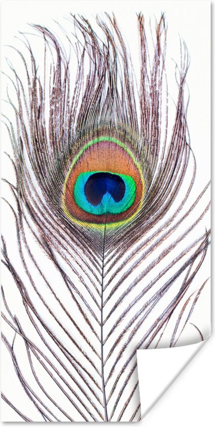 Poster Pauwenveren - Blauw - Veer - Pauw - Dieren - 80x160 cm