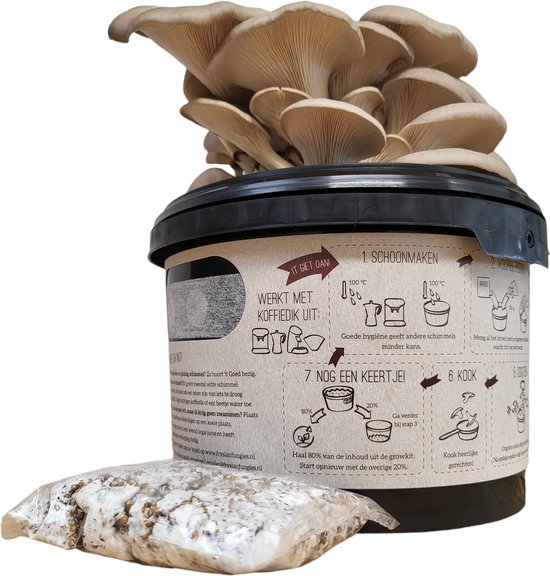 Oesterzwam kweekset - Zelf paddenstoelen kweken op koffiedik -Duurzaam cadeau - Kado - Fryslan Fungies