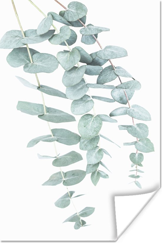 Poster Plantes - Vert - Nature - Wit - Feuilles - 120x180 cm XXL