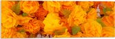 Acrylglas - Struik van Oranje Klaprozen - 90x30 cm Foto op Acrylglas (Wanddecoratie op Acrylaat)