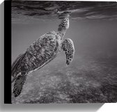 WallClassics - Canvas - Zeeschildpad Zwemmend naar Wateroppervlak (Zwart- wit) - 30x30 cm Foto op Canvas Schilderij (Wanddecoratie op Canvas)