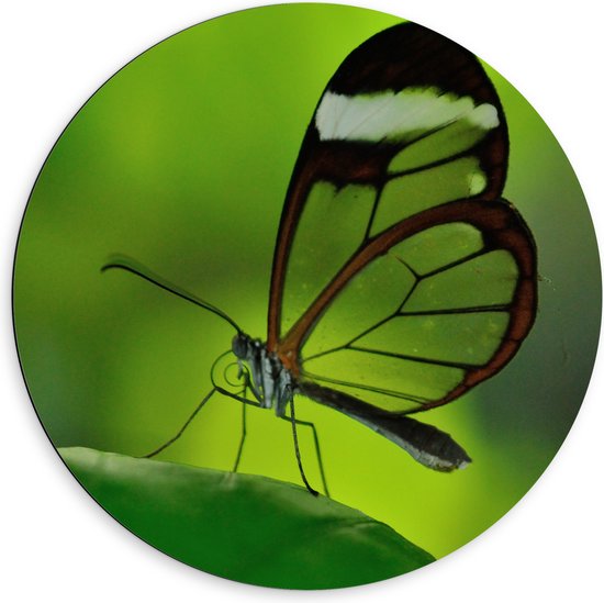 WallClassics - Dibond Muurcirkel - Zwarte Vlinder met Doorzichtige Vleugels op Groen Blad - 60x60 cm Foto op Aluminium Muurcirkel (met ophangsysteem)