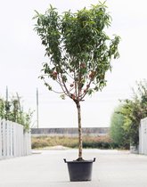 Grote Perzikboom | Prunus persica ‘Amsden’ | Halfstam | 230 - 280 cm | Stamomtrek 15-19 cm | 8 jaar