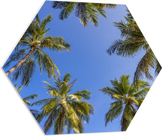 PVC Schuimplaat Hexagon - Onderaanzicht van Groepje Grote Palmbomen onder Heldere blauwe Lucht - 80x69.6 cm Foto op Hexagon (Met Ophangsysteem)