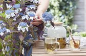 Hydrantea 'Make your own Sweet Tea!' - Tuinplant - 4 stuks
