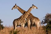 Peinture au Diamond - format 40x50cm - pierres carrées - Girafes dans un parc naturel