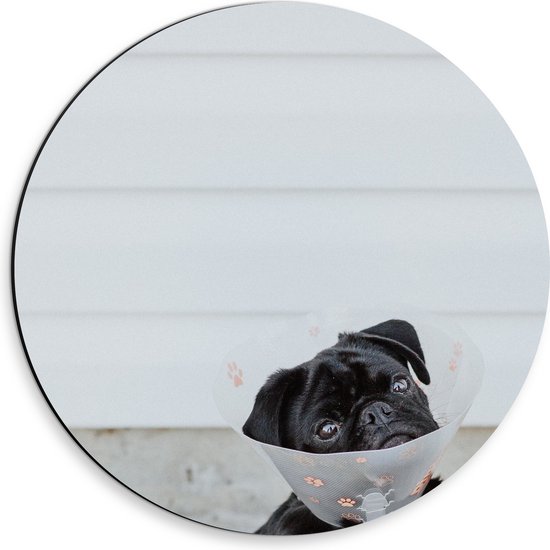 Dibond Muurcirkel - Sipkijkende Zwarte Mopshond met Hondenkraag - 30x30 cm Foto op Aluminium Muurcirkel (met ophangsysteem)
