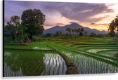 Canvas - Rijstvelden Vol met Water in Indonesië - 150x100 cm Foto op Canvas Schilderij (Wanddecoratie op Canvas)