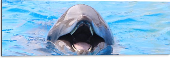 Dibond - Lachende Dolfijn in Blauw Water - 90x30 cm Foto op Aluminium (Met Ophangsysteem)