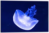 Dibond - Neon Blauwe Kwal in Donkerblauwe Oceaan - 60x40 cm Foto op Aluminium (Wanddecoratie van metaal)