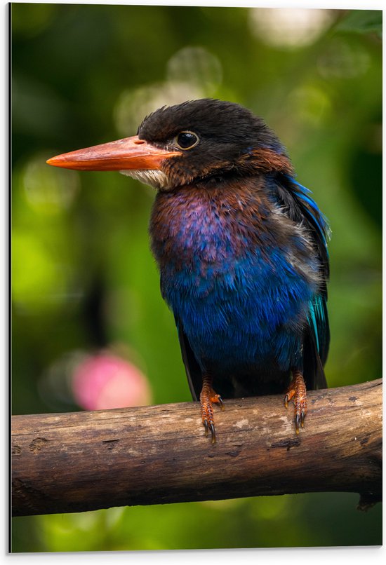 Dibond - IJsvogel met Blauwe en Paarse Borst Zittend op Boomstam - 40x60 cm Foto op Aluminium (Wanddecoratie van metaal)