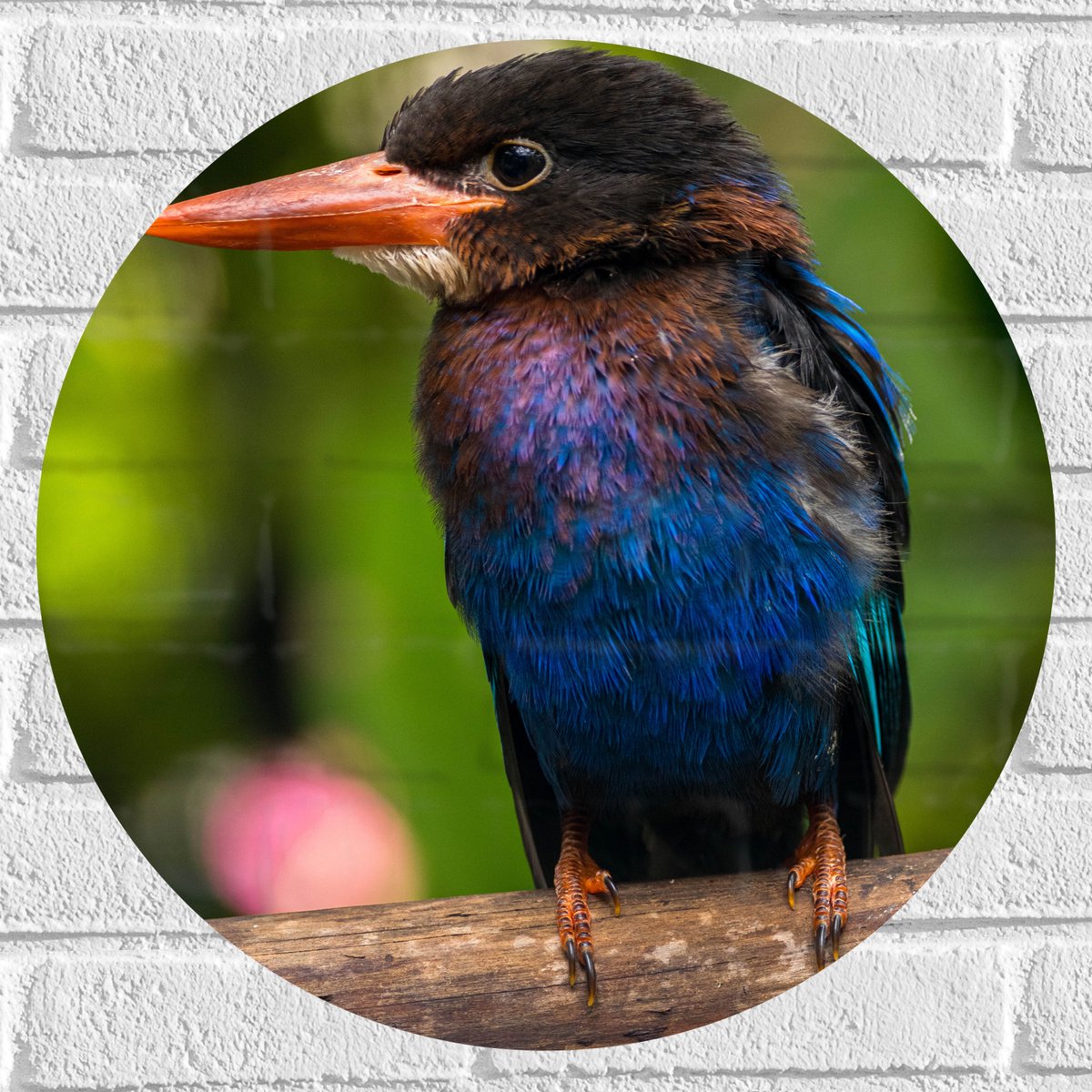 Muursticker Cirkel - IJsvogel met Blauwe en Paarse Borst Zittend op Boomstam - 50x50 cm Fo