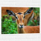Muursticker - Kop van Antilope met Donkere Ogen - 80x60 cm Foto op Muursticker