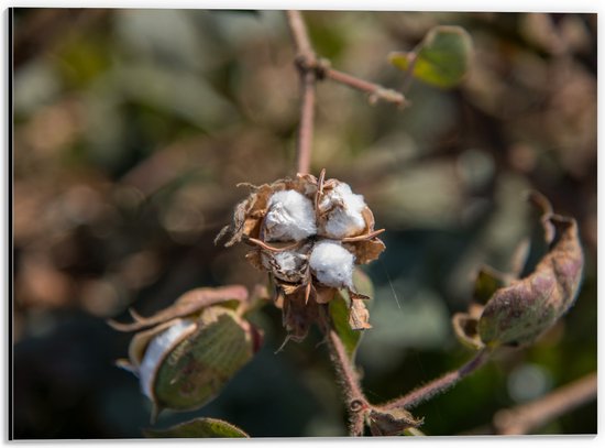 Dibond - Katoenplant aan Tak in het Wild - 40x30 cm Foto op Aluminium (Met Ophangsysteem)