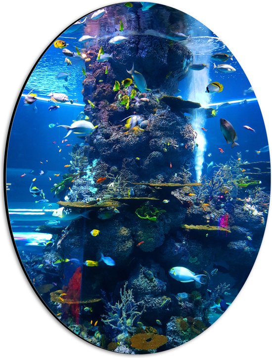 Dibond Ovaal - Verschillende Soorten Vissen Zwemmend Rond Koraal - 30x40 cm Foto op Ovaal (Met Ophangsysteem)