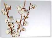 Acrylglas - Katoenplant vol met Witte Katoenbollen tegen Witte Achtergrond - 40x30 cm Foto op Acrylglas (Met Ophangsysteem)