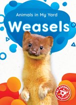 Animals in My Yard - Weasels