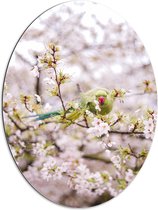 Dibond Ovaal - Groene Vogel tussen de Roze Bloesem - 60x80 cm Foto op Ovaal (Met Ophangsysteem)