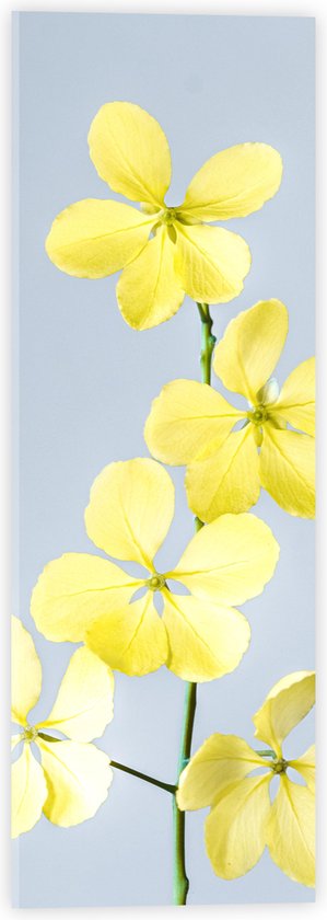 Acrylglas - Gele Bloemen met Grijze Achtergrond - 20x60 cm Foto op Acrylglas (Wanddecoratie op Acrylaat)