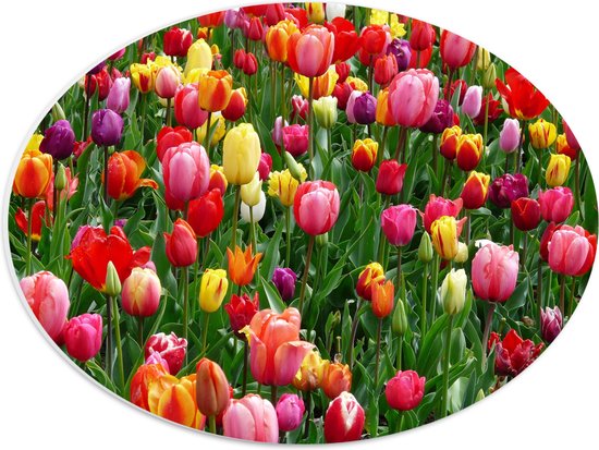 PVC Schuimplaat Ovaal - Tulpenveld met Gekleurde Tulpen - 40x30 cm Foto op Ovaal (Met Ophangsysteem)