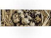 PVC Schuimplaat - Vogeleieren in Nest van Stro - 60x20 cm Foto op PVC Schuimplaat (Met Ophangsysteem)