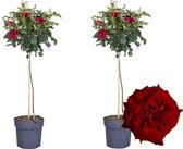Plant in a Box - Rosa Palace 'Pride' - Set van 2 - Rode stamrozen Winterharde planten - Pot 19cm - Hoogte 80-100cm