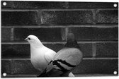 Tuinposter – Witte en Grijze Duif tegen Muur (Zwart- wit) - 75x50 cm Foto op Tuinposter (wanddecoratie voor buiten en binnen)