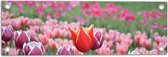 Tuinposter – Veld Vol Bloeiende Tulpen in Verschillende Kleuren Roze - 60x20 cm Foto op Tuinposter (wanddecoratie voor buiten en binnen)