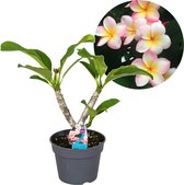 Bol.com Plant in a Box - Plumeria Frangipani - Plumeria Hawaii - Prachtige exotische bloeiende kamerplant - Pot 17cm - Hoogte 45... aanbieding