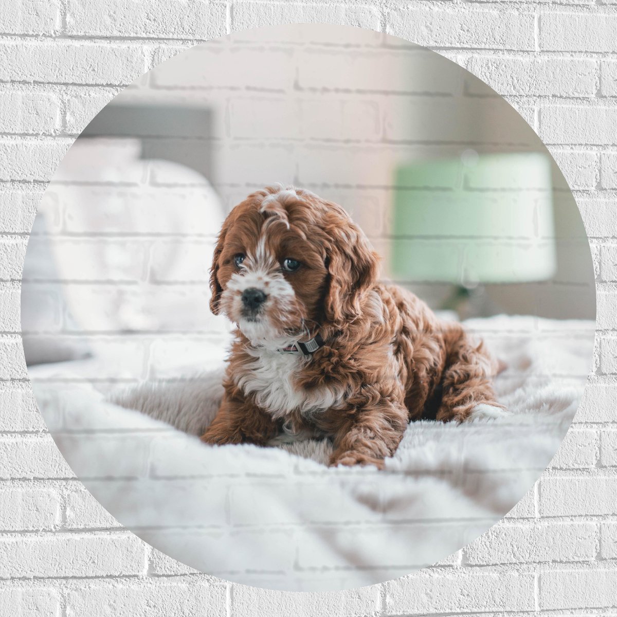 Muursticker Cirkel - Onschuldig Kijkende Cavapoo Puppy op Deken op Bed - 90x90 cm Foto op 