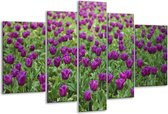 Peinture sur verre tulipes | Violet vert | 170x100cm 5 Liège | Tirage photo sur verre |  F002616