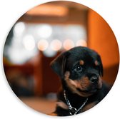 PVC Schuimplaat Muurcirkel - Liggende Rottweiler Puppy met IJzeren Halsband - 60x60 cm Foto op Muurcirkel (met ophangsysteem)
