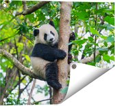 Gards Tuinposter Panda in de Bomen - 50x40 cm - Tuindoek - Tuindecoratie - Wanddecoratie buiten - Tuinschilderij