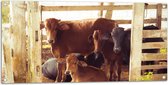 Tuinposter – Groepje Koeien in Verblijf op de Boerderij - 100x50 cm Foto op Tuinposter (wanddecoratie voor buiten en binnen)