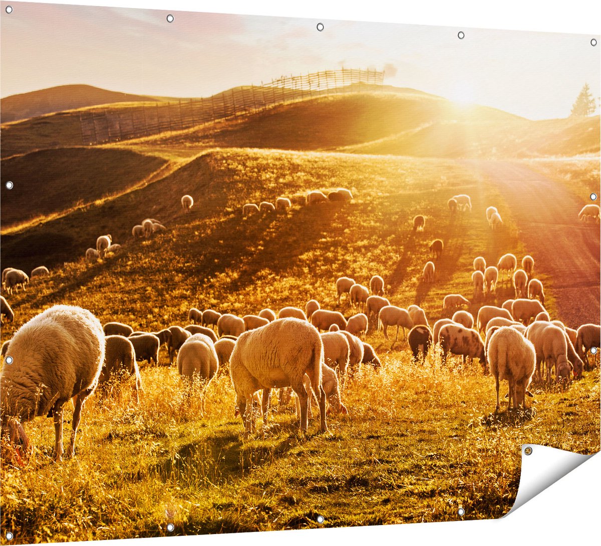 Gards Tuinposter Schapen in de Heuvels bij Zonsondergang - 160x120 cm - Tuindoek - Tuindecoratie - Wanddecoratie buiten - Tuinschilderij Multikleur