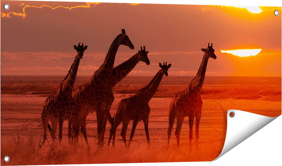 Gards Tuinposter Giraffe Kudde bij Zonsondergang - 100x50 cm - Tuindoek - Tuindecoratie - Wanddecoratie buiten - Tuinschilderij Multikleur