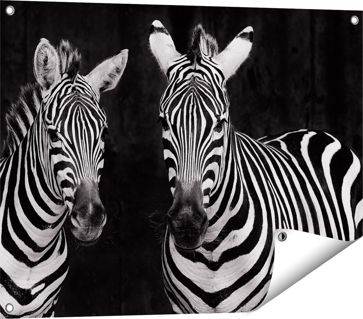 Gards Tuinposter Twee Zebra's - Zwart Wit - 80x60 cm - Tuindoek - Tuindecoratie - Wanddecoratie buiten - Tuinschilderij Multikleur